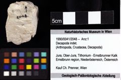 Foto (Objket + Etiketten) von Decapoda indet. 